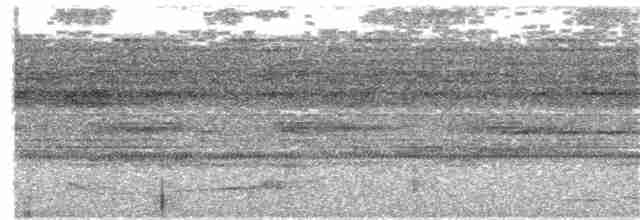 Silky-tailed Nightjar - ML347008871