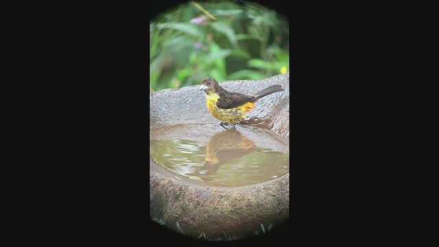 Flame-rumped Tanager - ML347009271