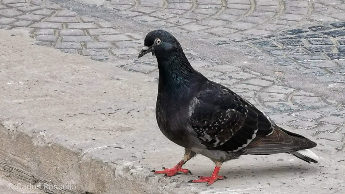 Rock Pigeon (Feral Pigeon) - ML347013891