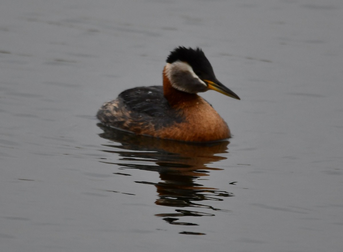 Red-necked Grebe - ML347020381