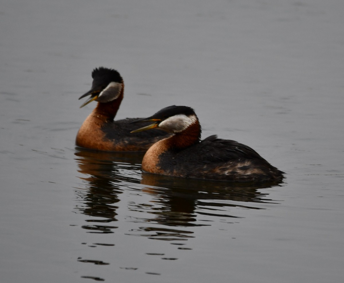 Red-necked Grebe - ML347020391