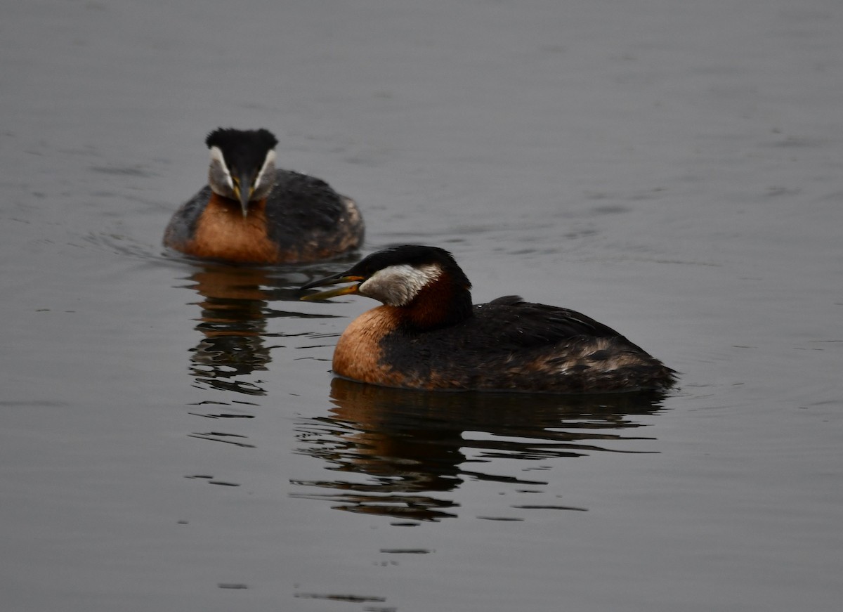 Red-necked Grebe - ML347020401