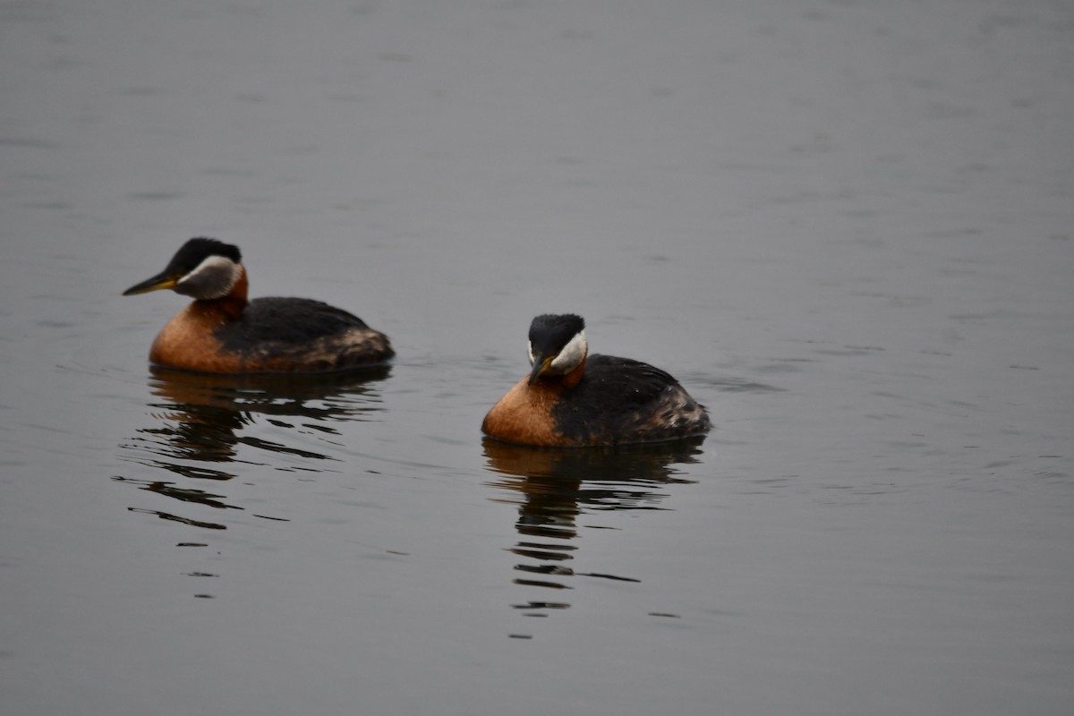 Red-necked Grebe - ML347020411