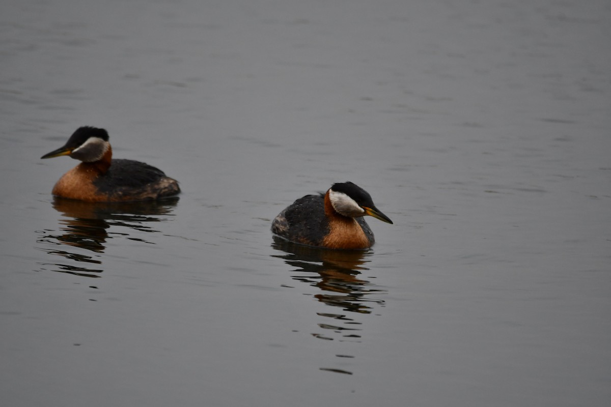 Red-necked Grebe - ML347020421