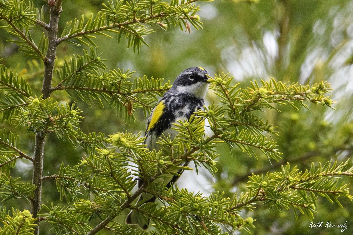 Yellow-rumped Warbler (Myrtle) - Keith Kennedy