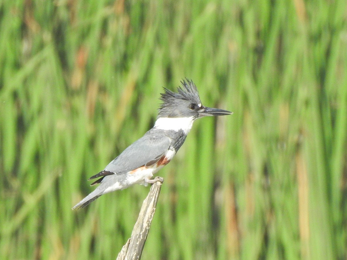 Belted Kingfisher - ML347024931