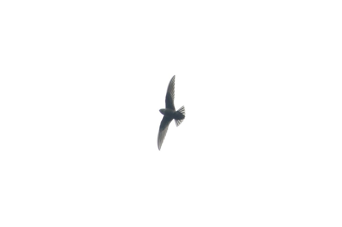 Spot-fronted Swift - ML347028141
