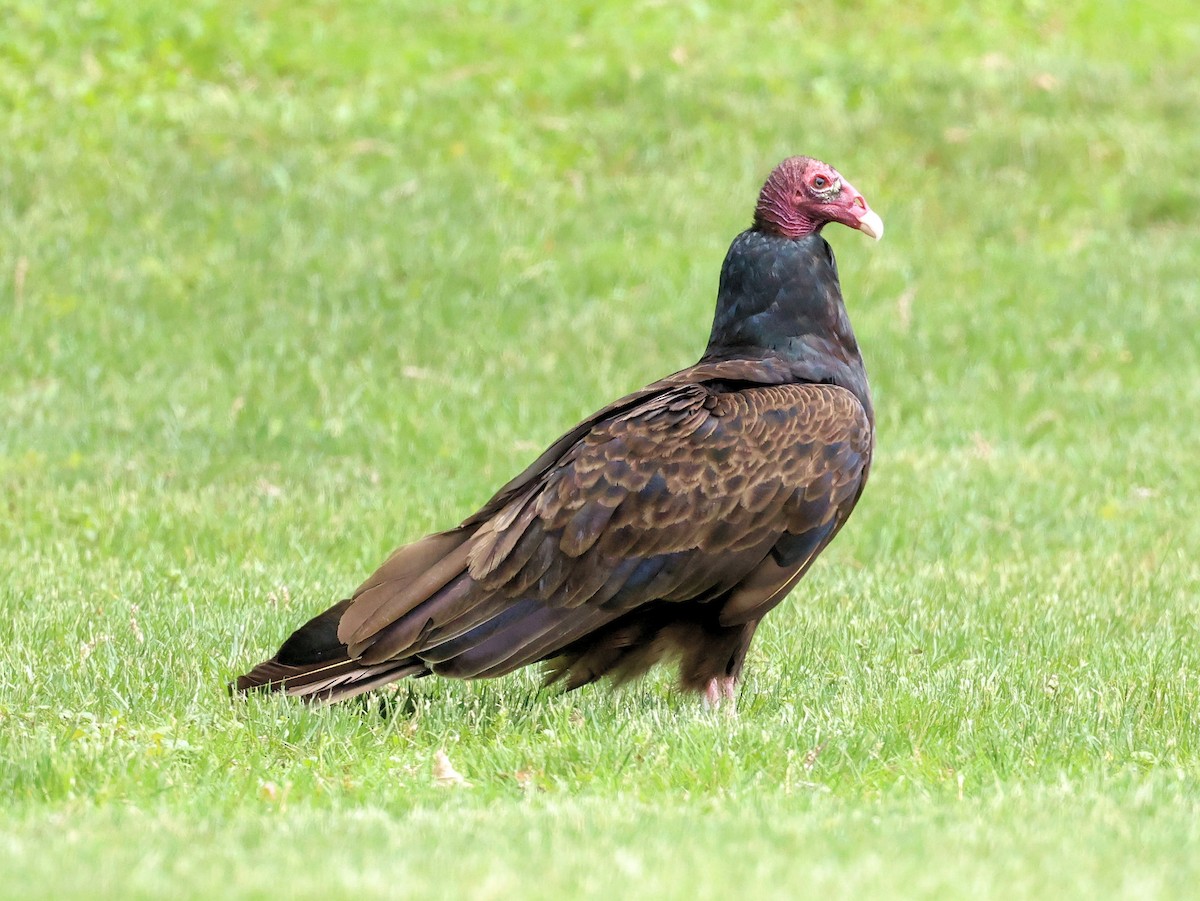Turkey Vulture - Glenn Wilson