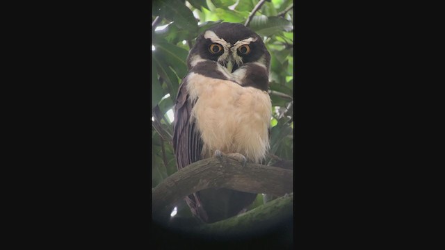 Spectacled Owl - ML347031921