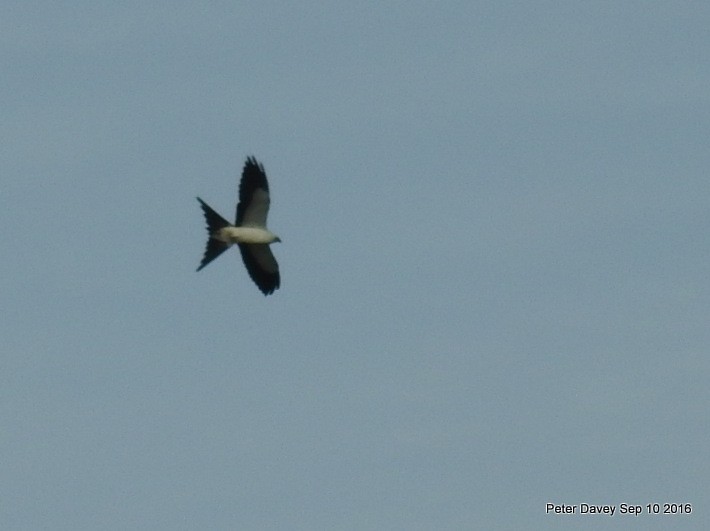 Swallow-tailed Kite - Peter Davey