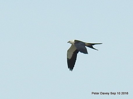 Swallow-tailed Kite - Peter Davey