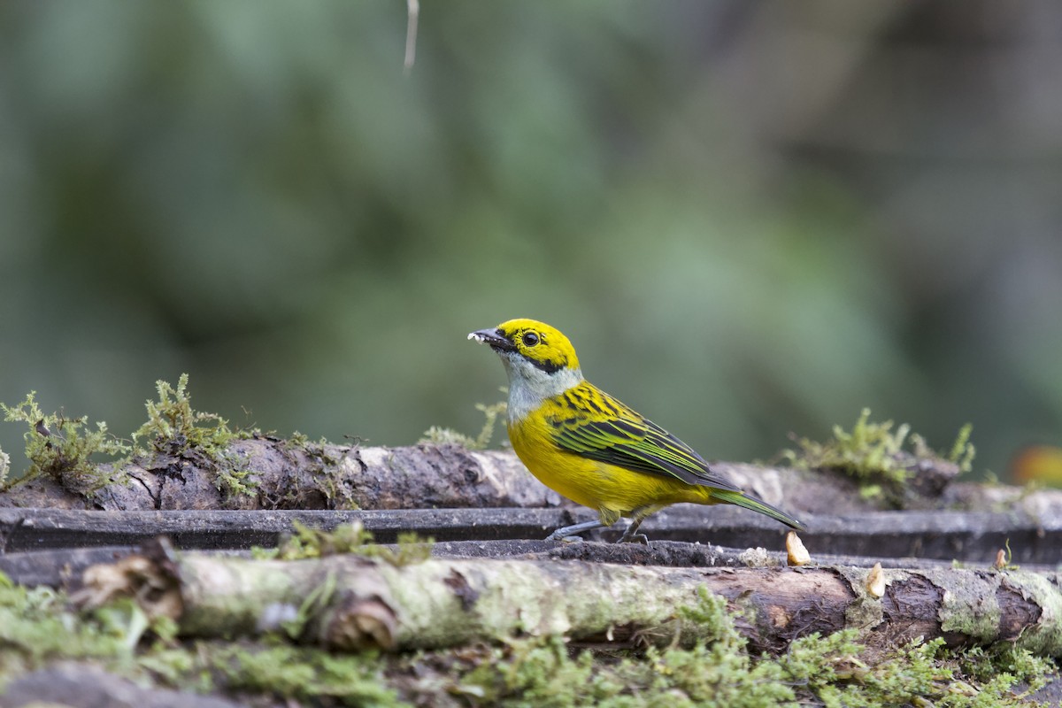 Silver-throated Tanager - ML347041941