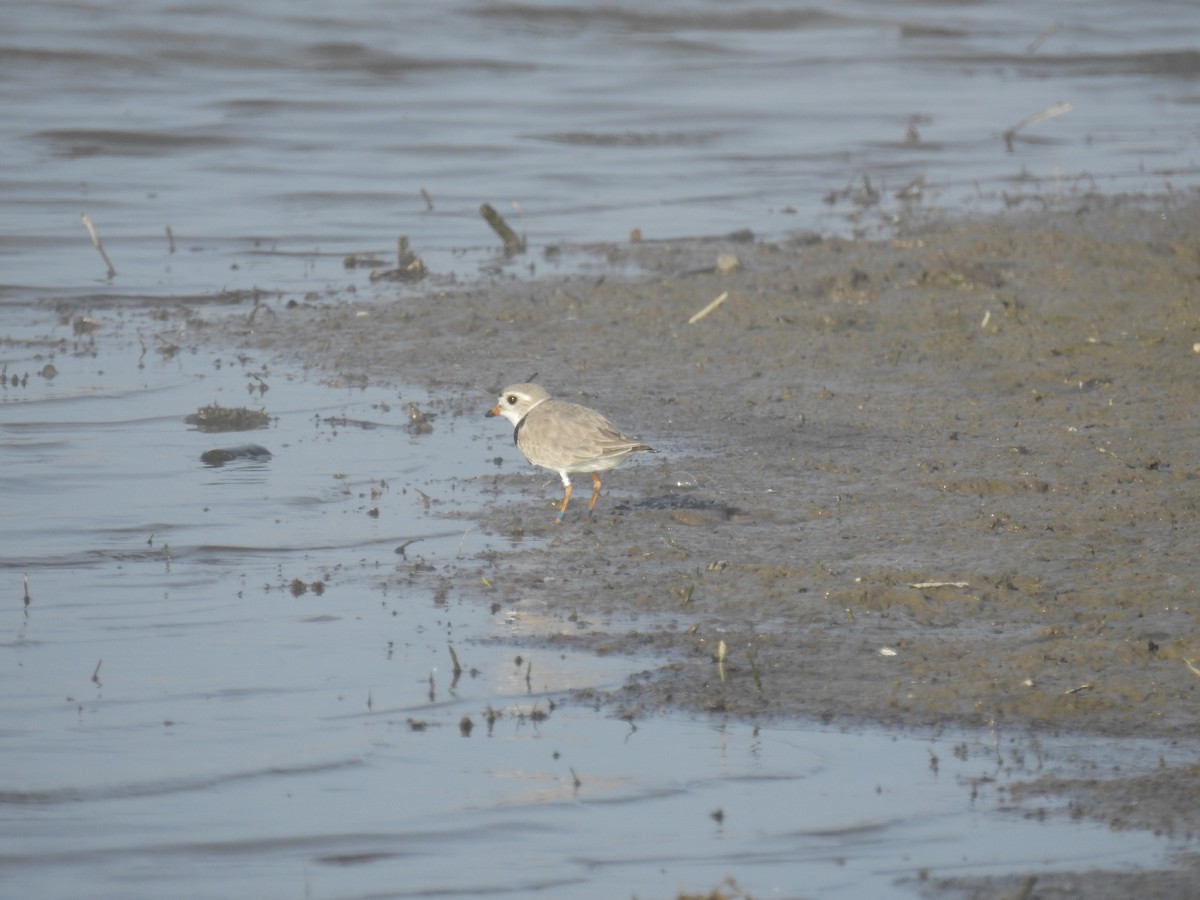 Piping Plover - ML347052151