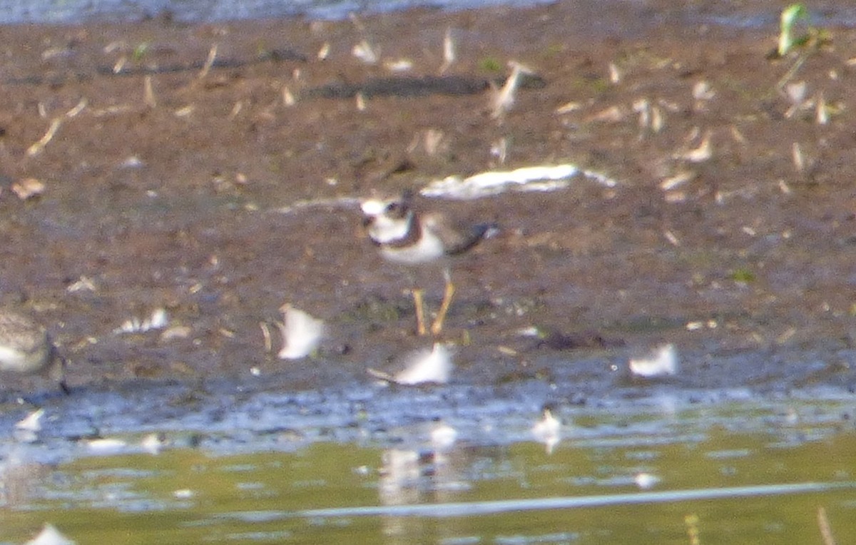 Semipalmated Plover - ML34705361