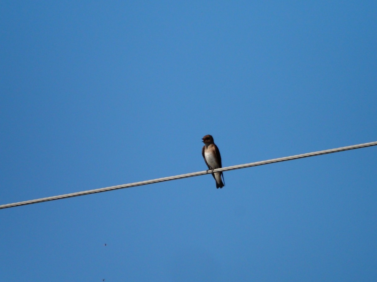 Northern Rough-winged Swallow - ML347060561