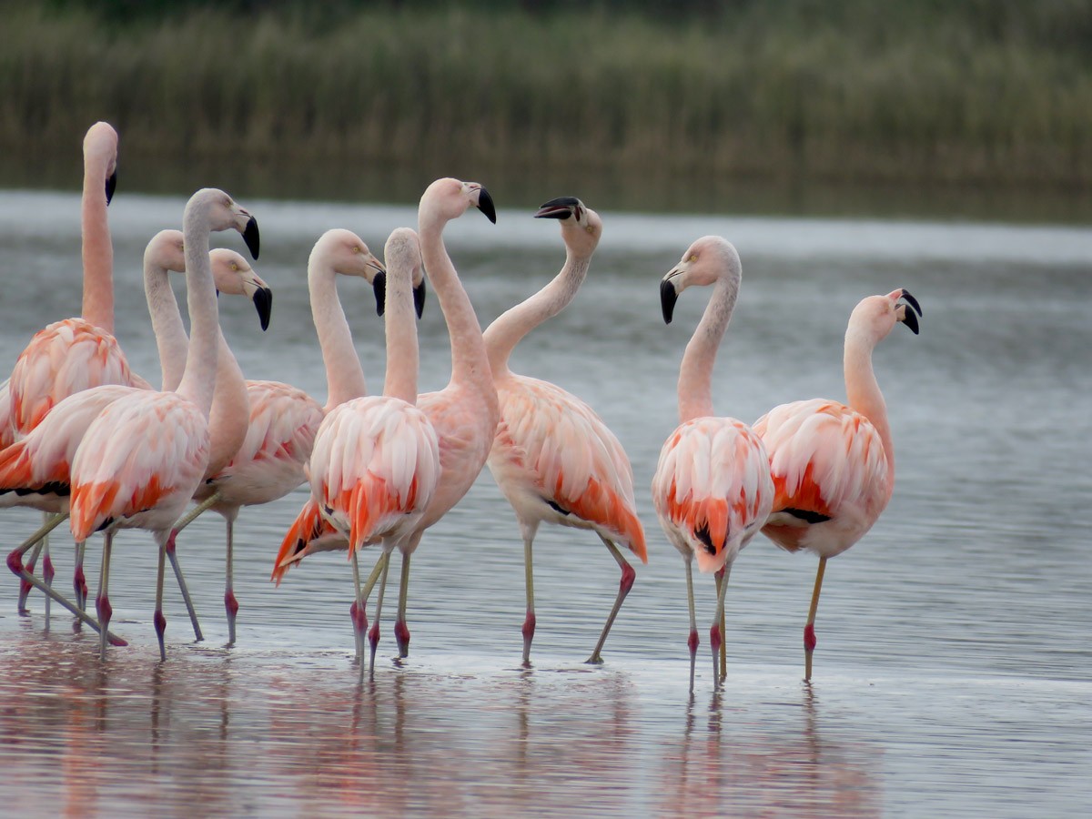Chilean Flamingo - Adrian Antunez