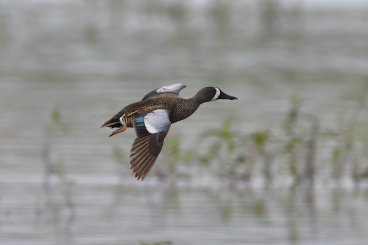 Blue-winged Teal - ML347067241