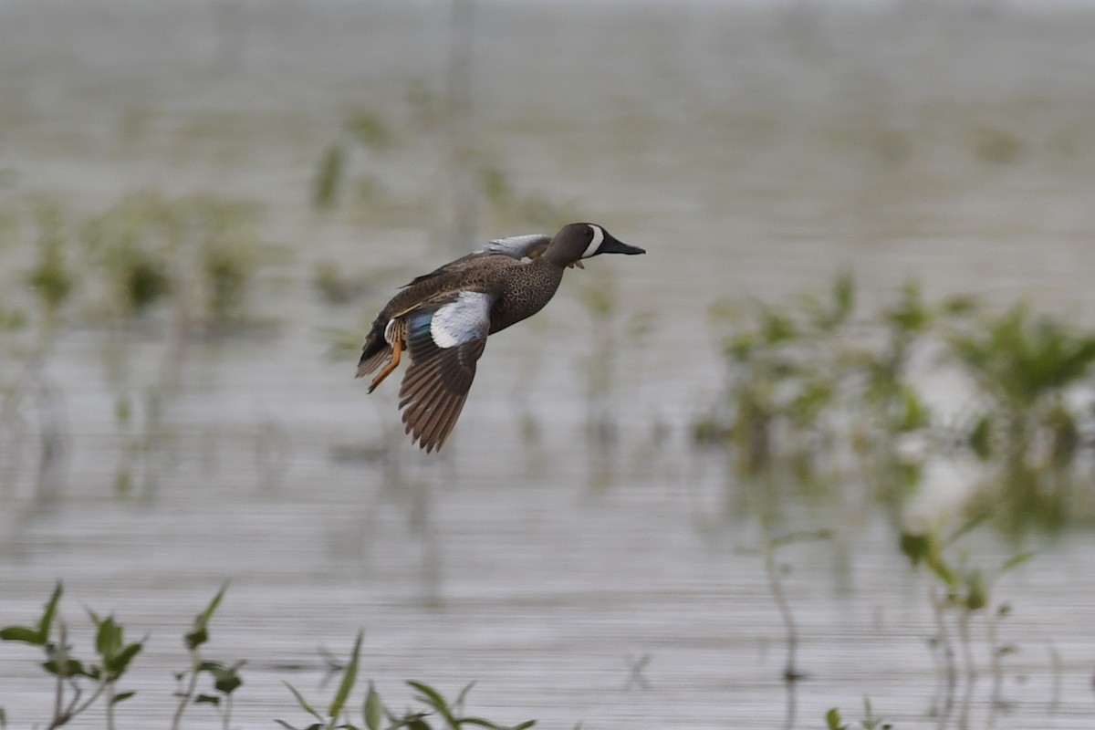 Blue-winged Teal - ML347067441
