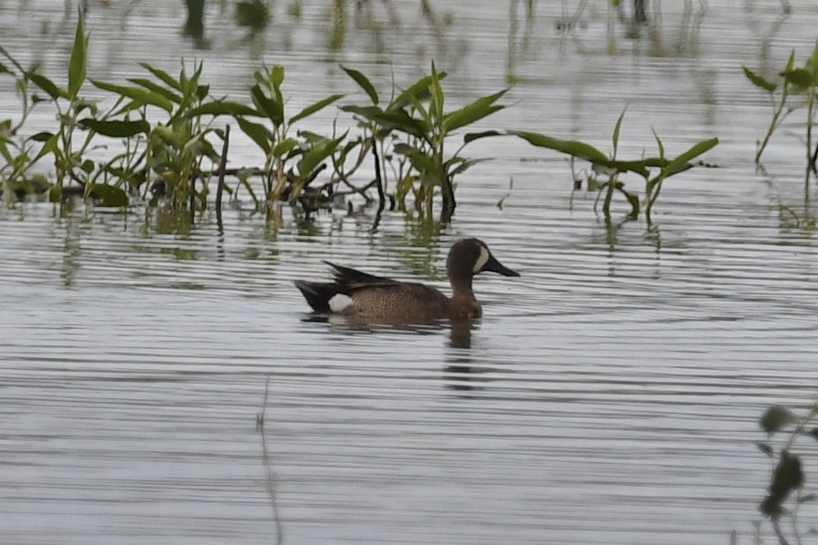 Blue-winged Teal - ML347067651