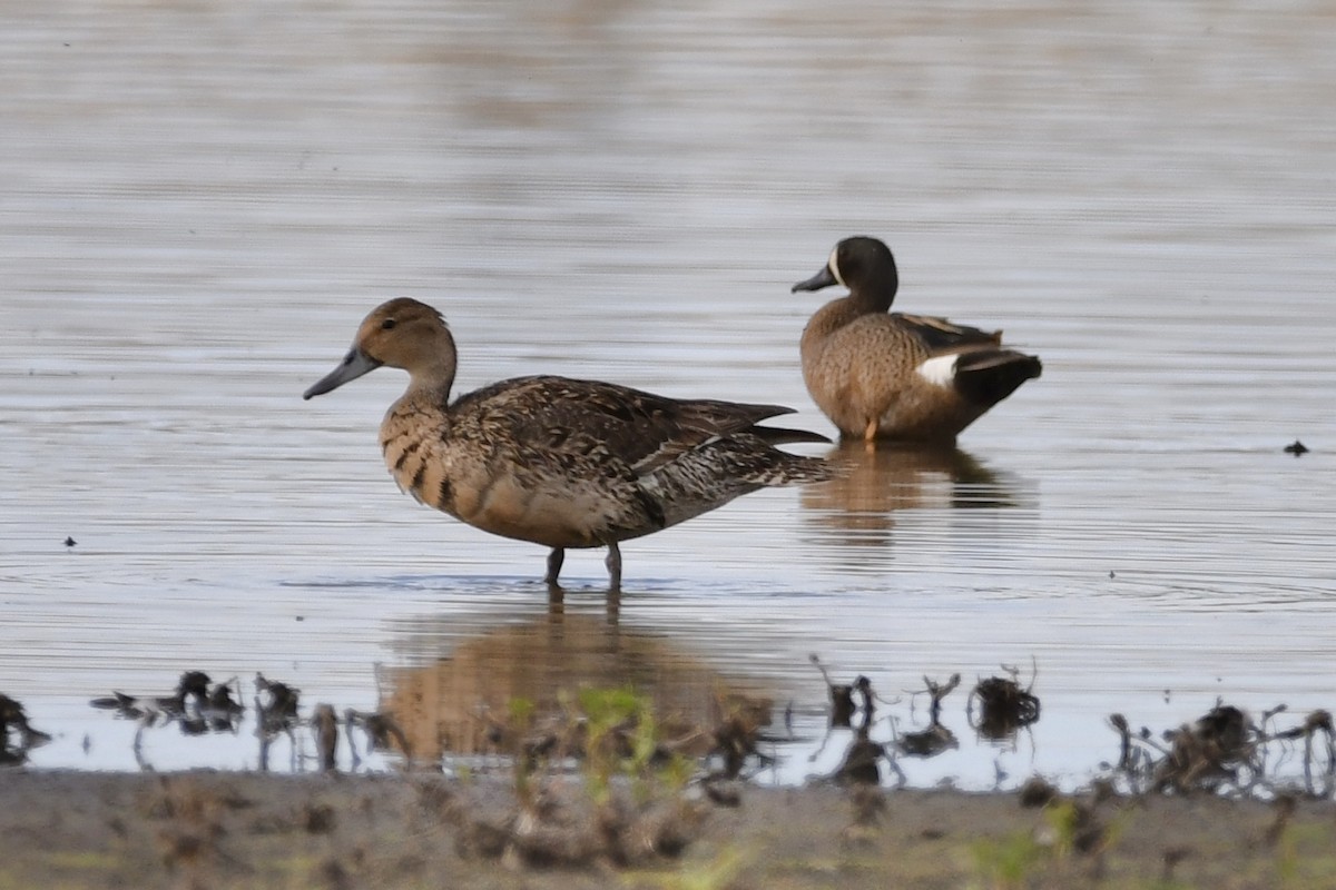 Blue-winged Teal - ML347070661