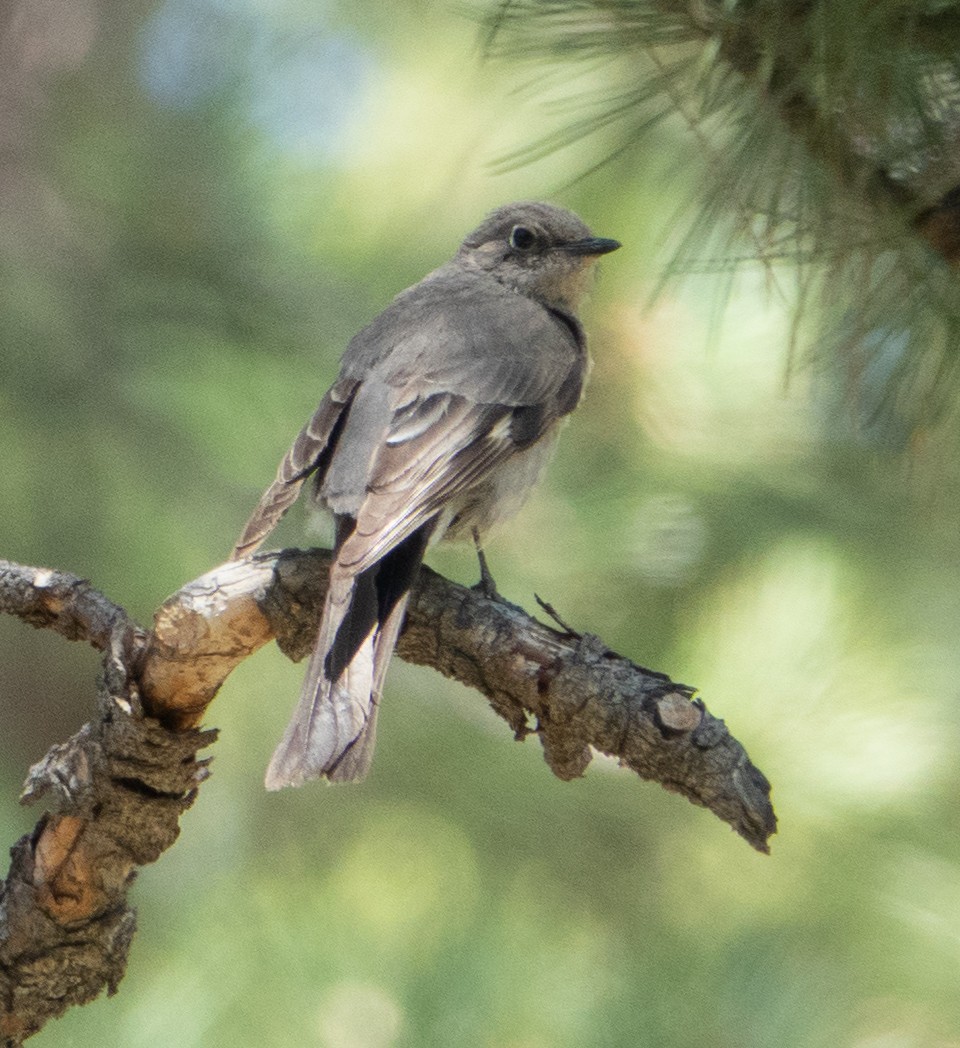 Townsend's Solitaire - ML347075741