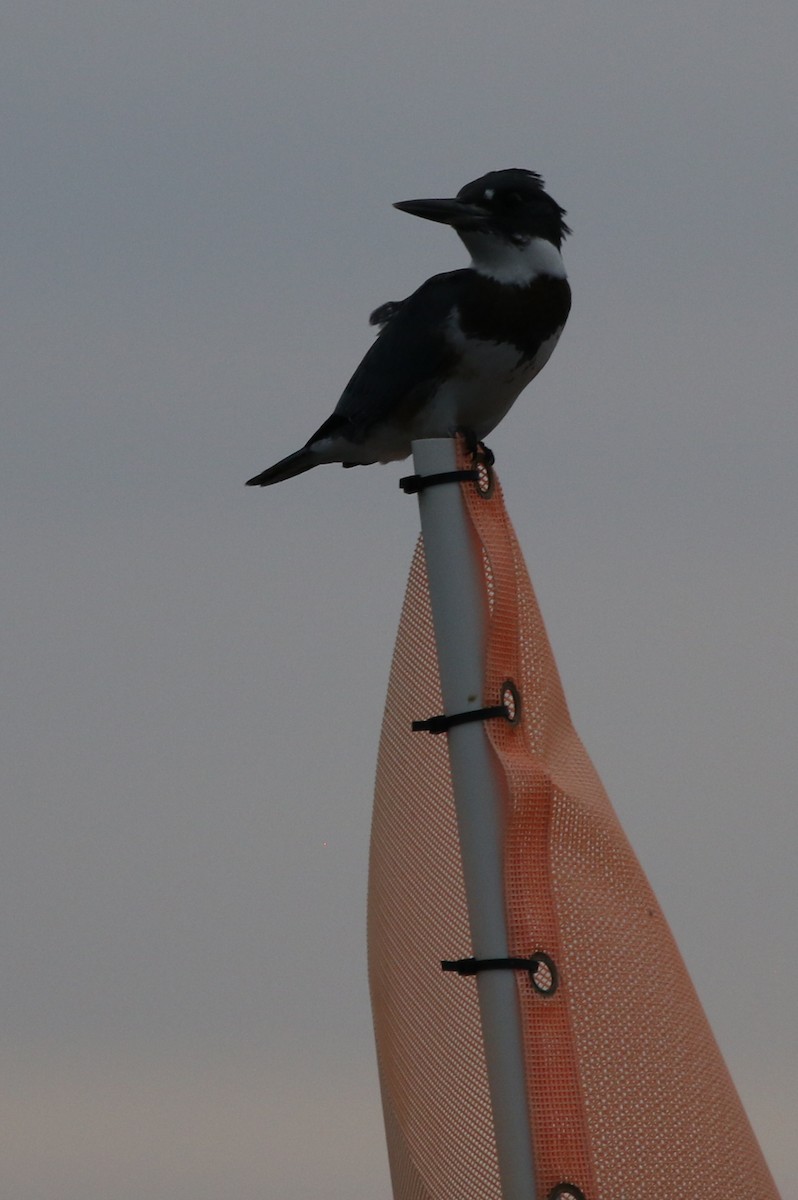 Belted Kingfisher - Peter Crosson