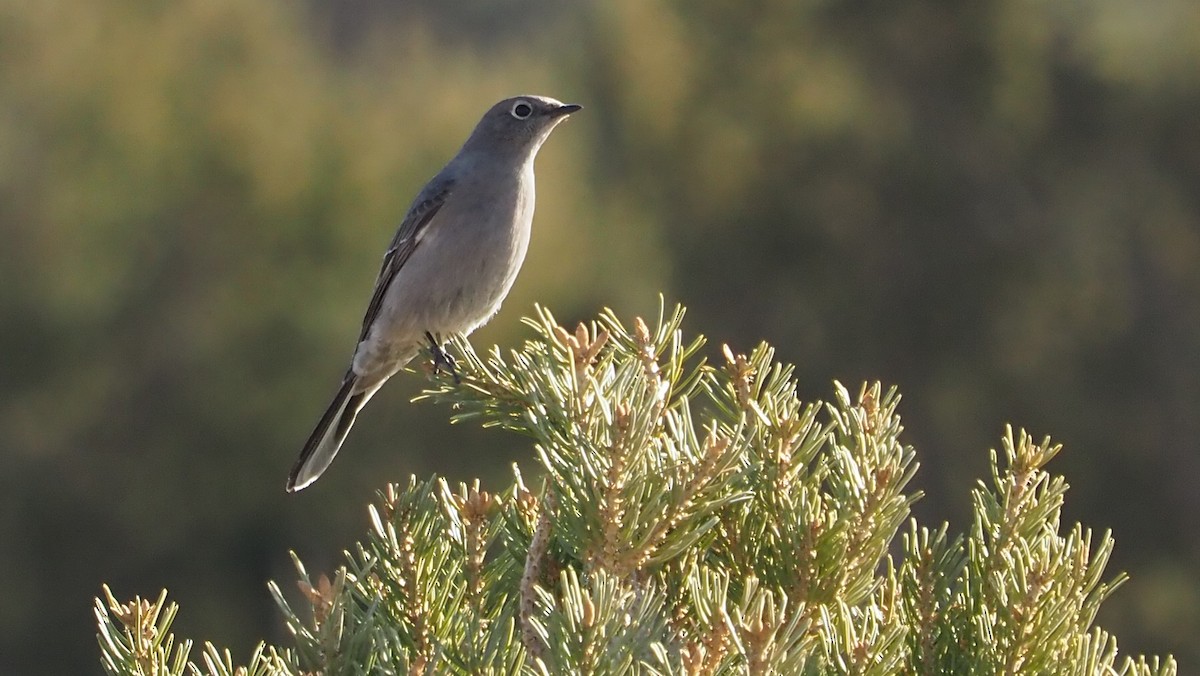 Townsend's Solitaire - ML347080141