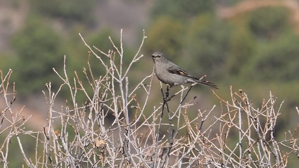 Townsend's Solitaire - ML347080151
