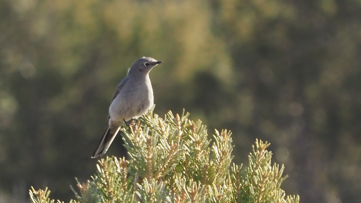 Townsend's Solitaire - ML347080161