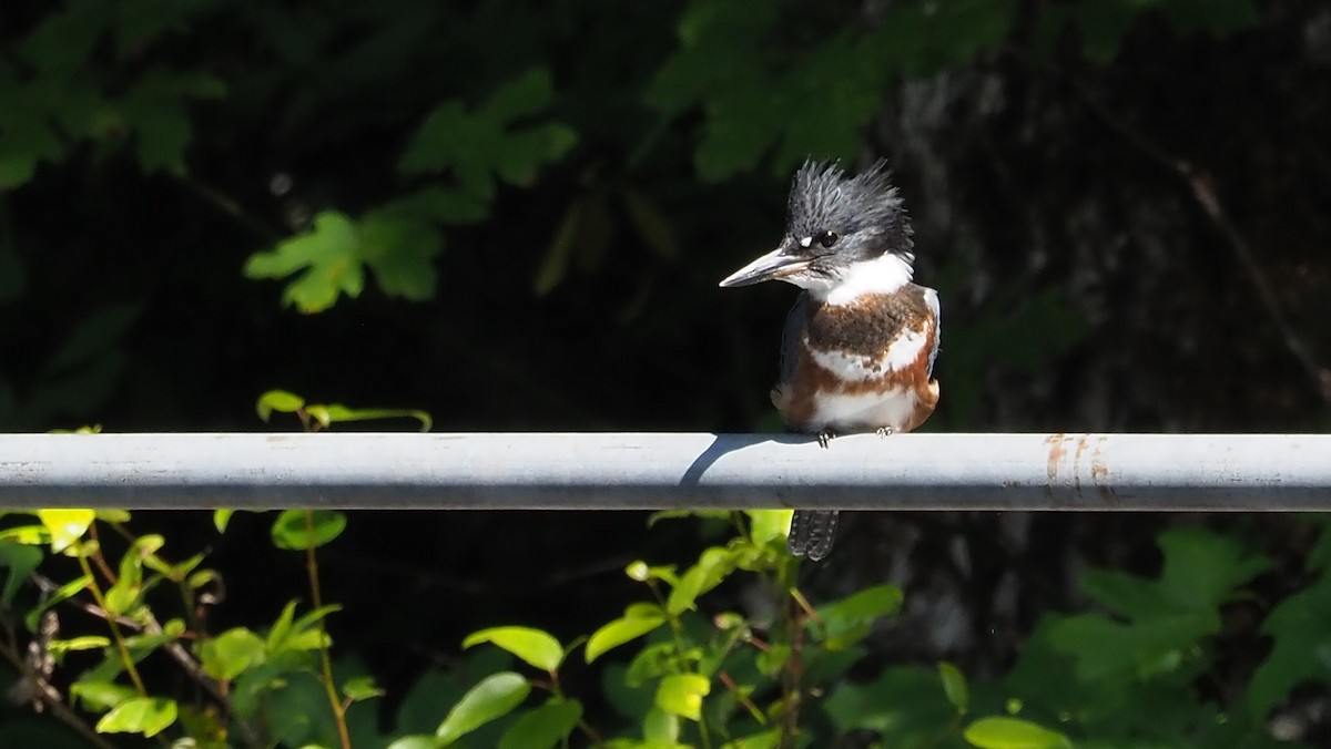 Belted Kingfisher - ML347080371