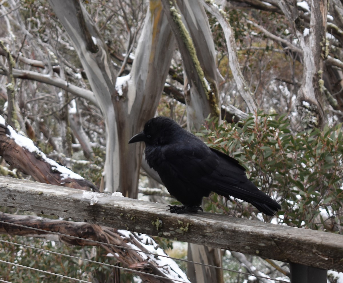 Australian Raven - Murray DELAHOY