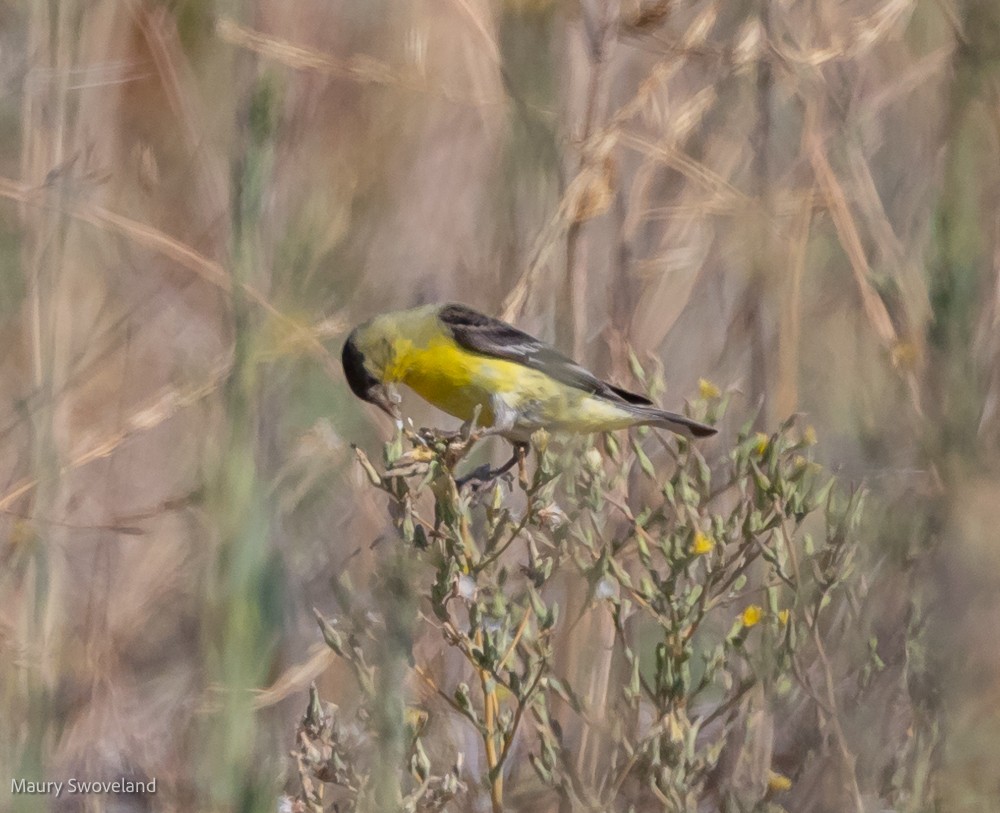 Lesser Goldfinch - Maury Swoveland