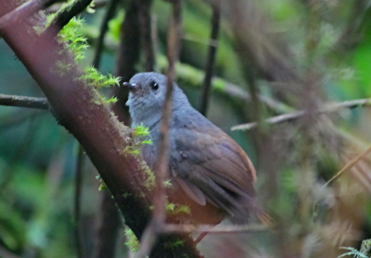 Pale-bellied Tapaculo - ML347086331