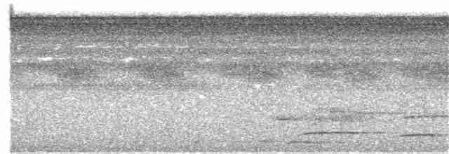Большеголовый плосконос - ML347088251