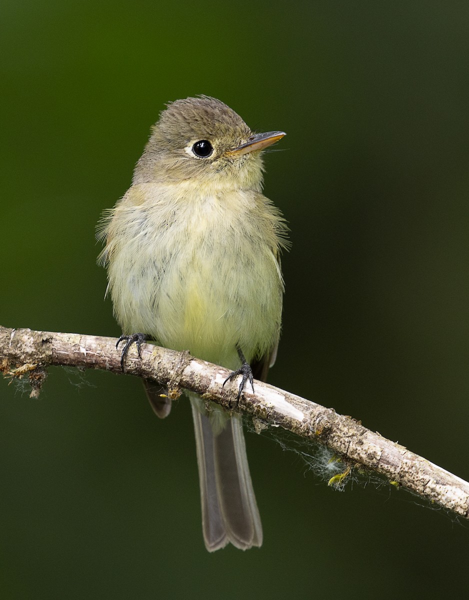 Western Flycatcher (Pacific-slope) - mark daly