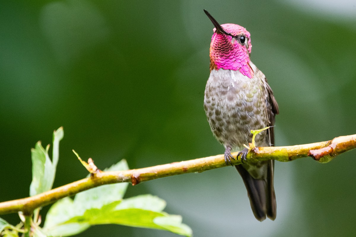 Anna's Hummingbird - ML347095311