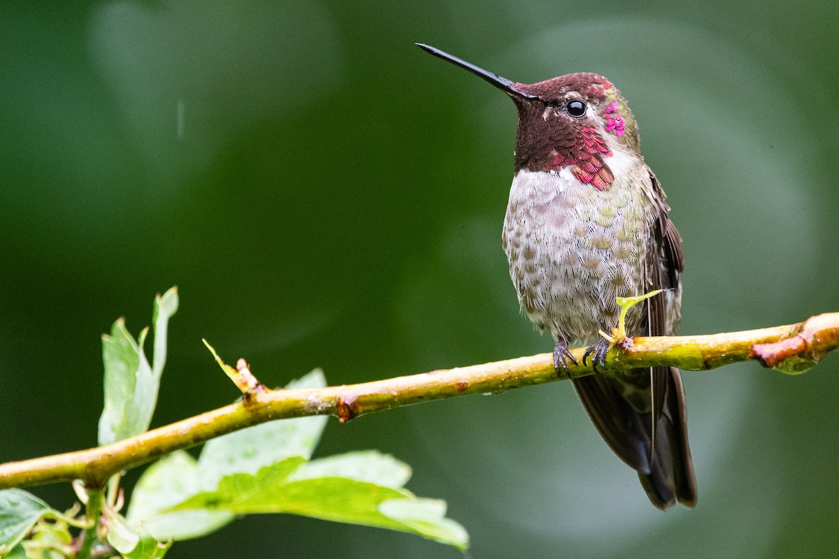 Anna's Hummingbird - ML347095321