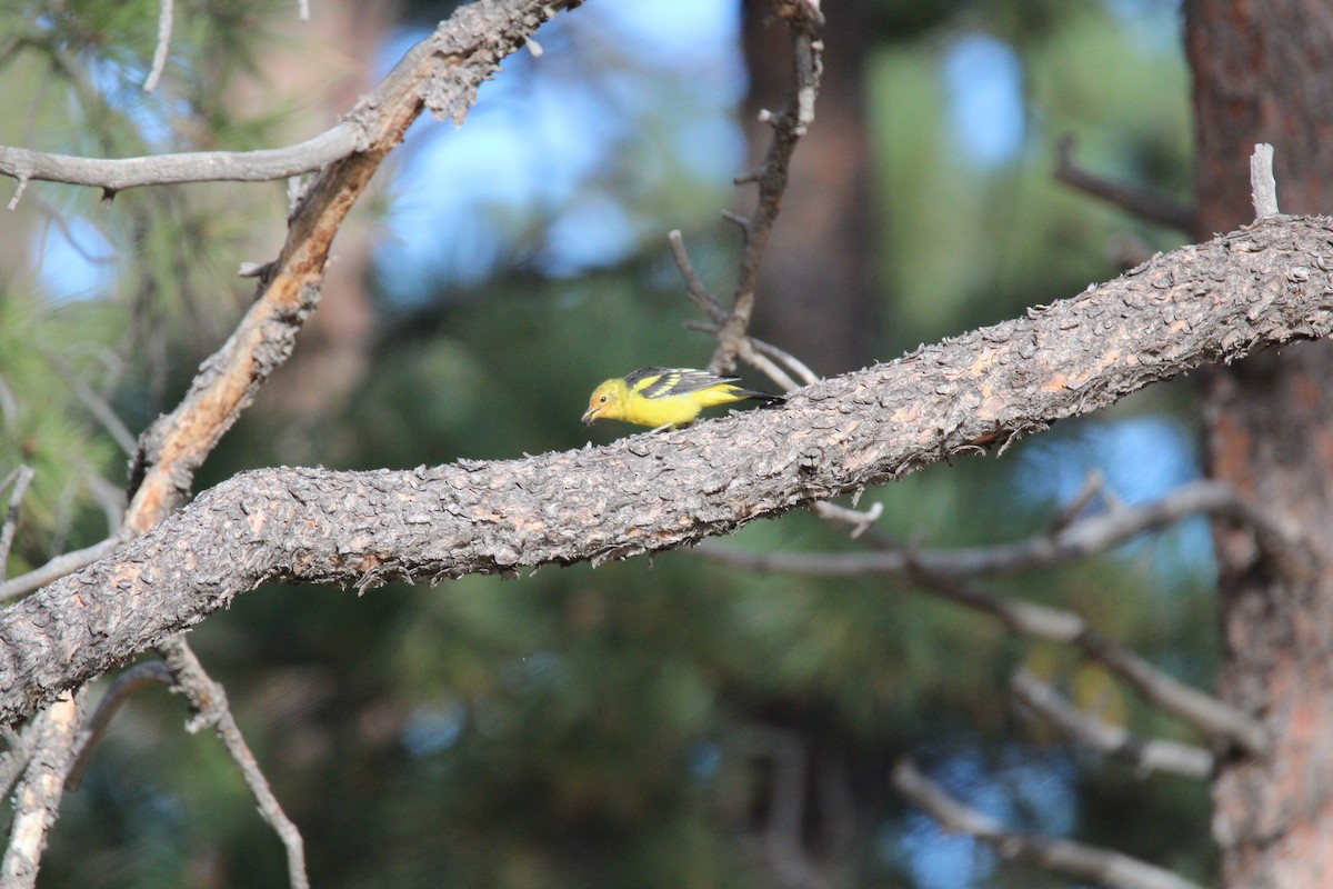 Western Tanager - ML34709671