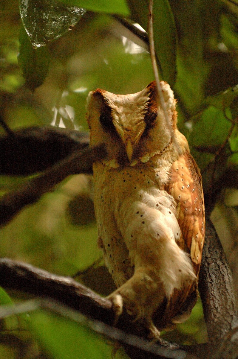 Sri Lanka Bay-Owl - ML34709851