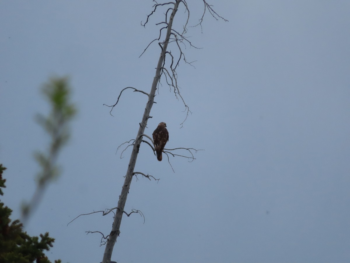 Red-tailed Hawk - Michelle Sopoliga