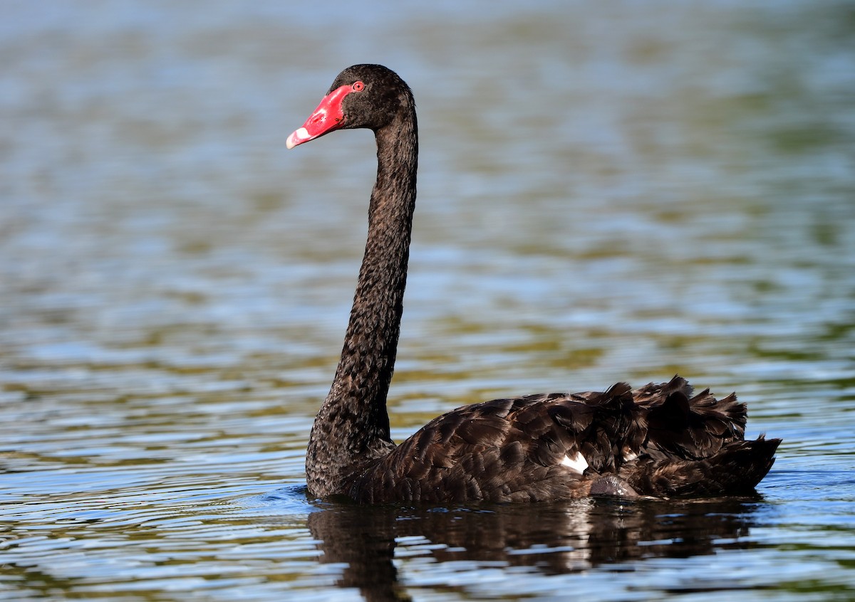 Black Swan - ML347102471