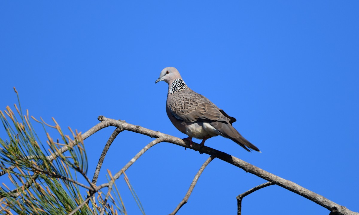 Spotted Dove - ML347102491