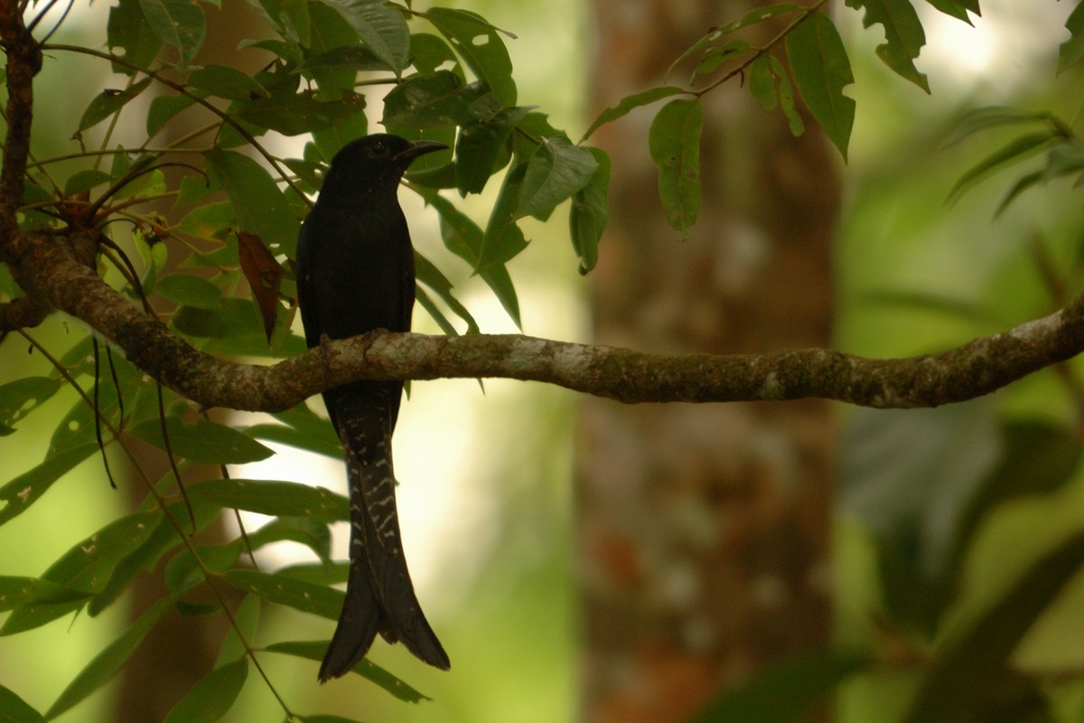 Fork-tailed Drongo-Cuckoo - Kalyan Varma