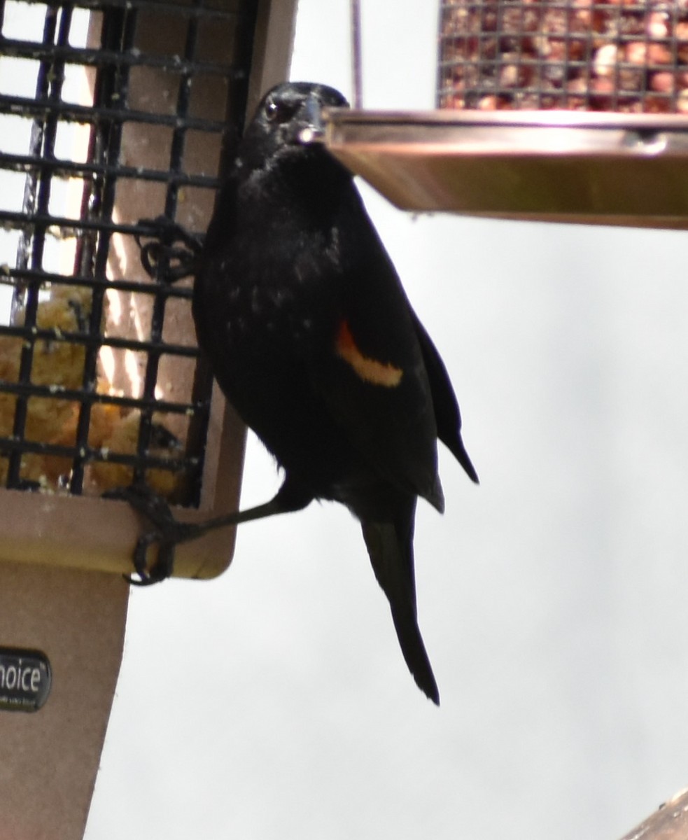 Red-winged Blackbird - ML347104121