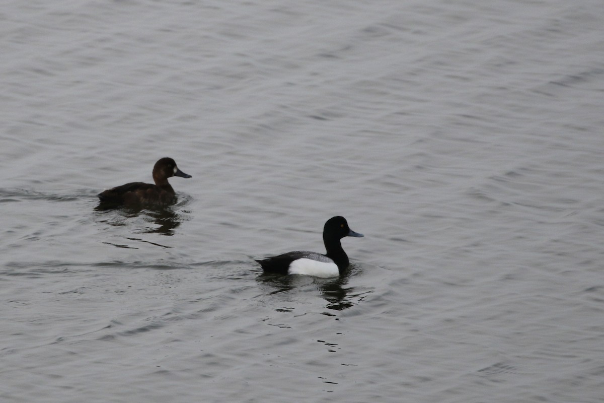Greater Scaup - ML347104651