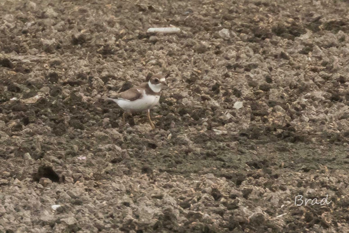 Semipalmated Plover - ML34710571