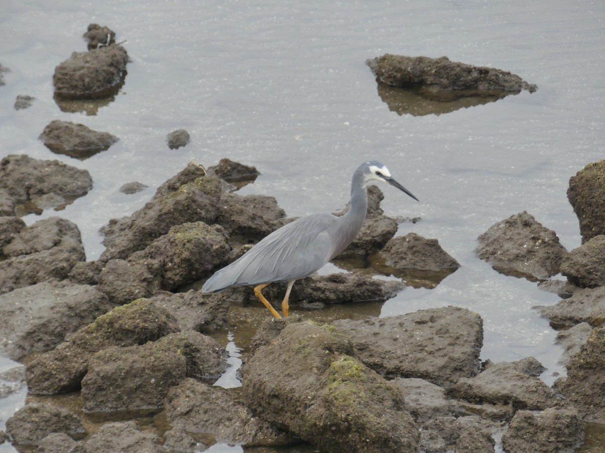 White-faced Heron - Andrew Sides