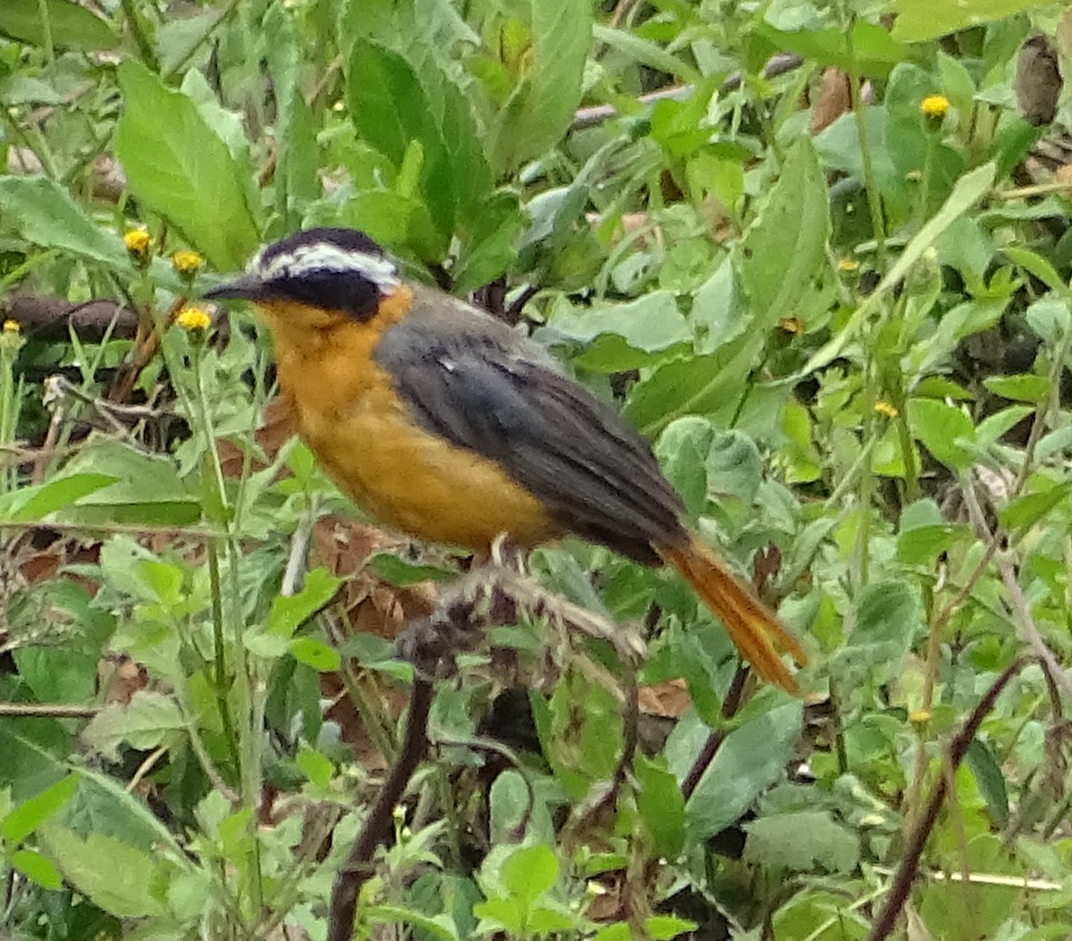 White-browed Robin-Chat - ML347112381