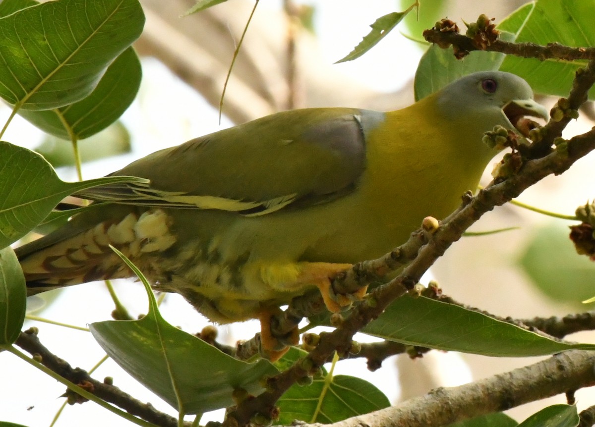 Yellow-footed Green-Pigeon - ML347113171