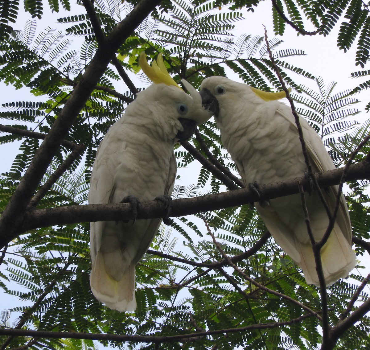 Yellow-crested Cockatoo - Sandy Gayasih